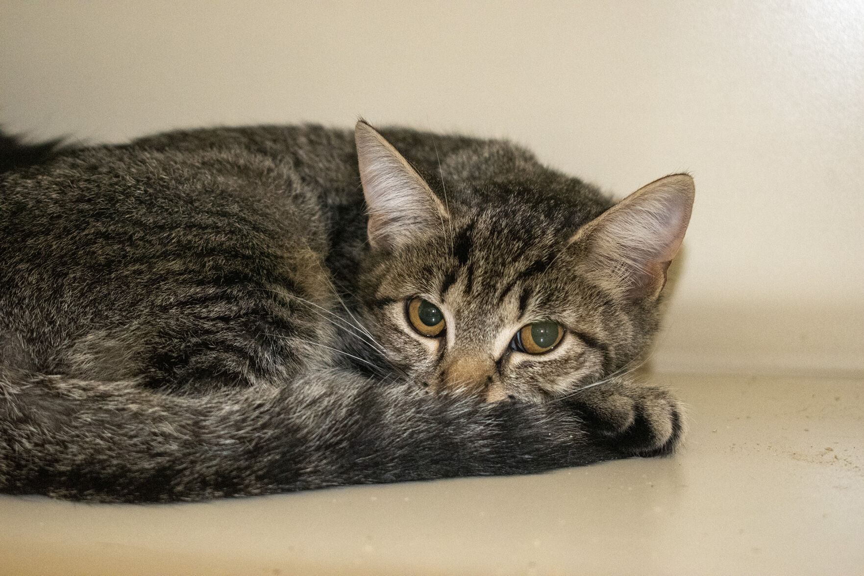 Animal shelter